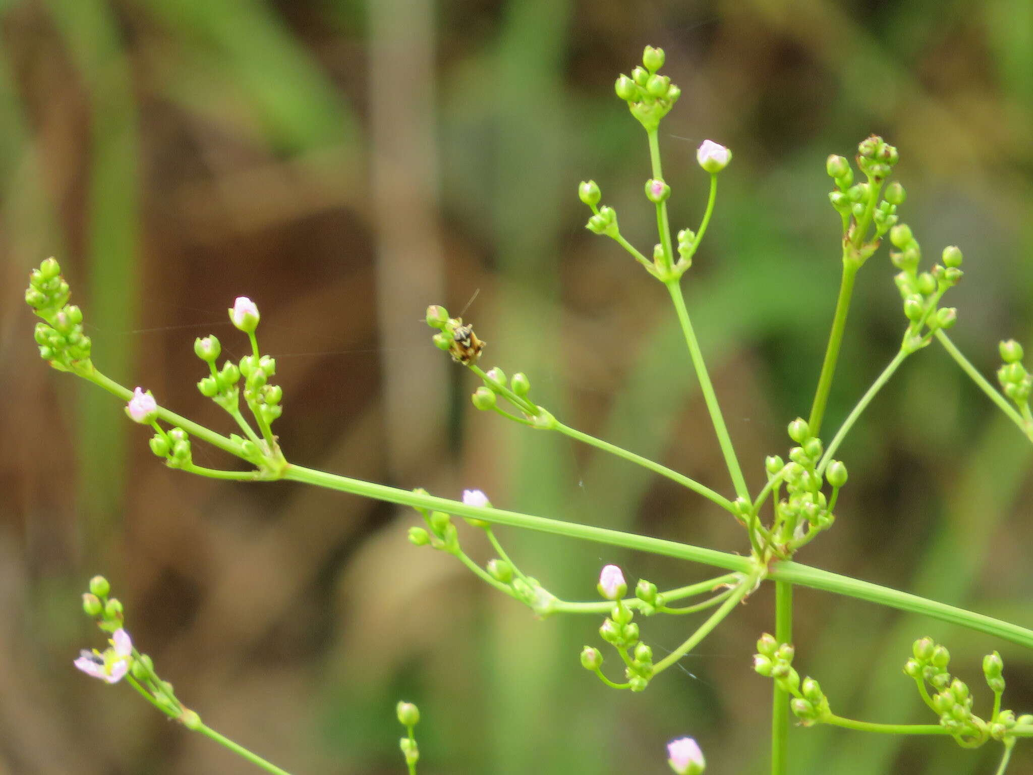 Image of Common Water-plantain