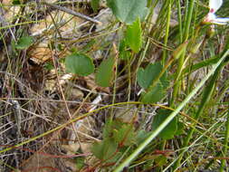 Image of Pelargonium setulosum Turcz.