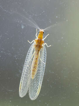 Sivun Chrysoperla pallida Henry et al. 2002 kuva