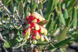 Image of Grevillea aspera R. Br.