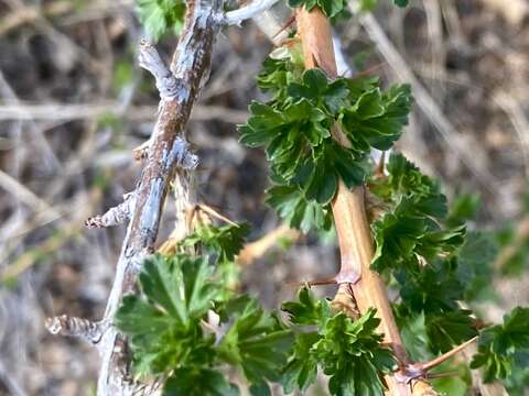 Image of trumpet gooseberry