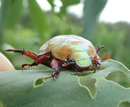 Image of Anoplognathus olivieri (Dalman 1817)