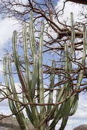 Imagem de Pilosocereus catingicola (Gürke) Byles & G. D. Rowley