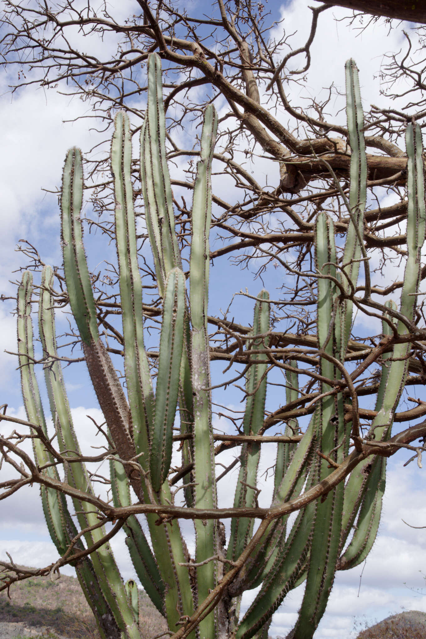 Imagem de Pilosocereus catingicola (Gürke) Byles & G. D. Rowley