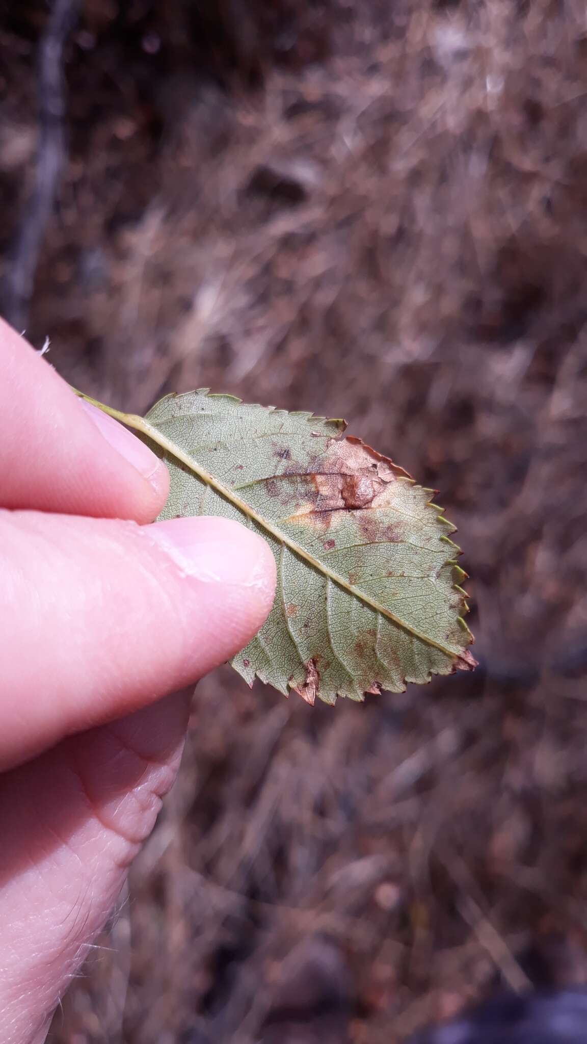 Plancia ëd <i>Diplolepis spinosissimae</i>