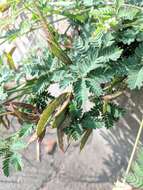 Desmanthus acuminatus Benth. resmi