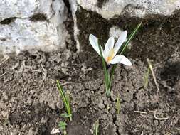 Image of dutch crocus, spring crocus