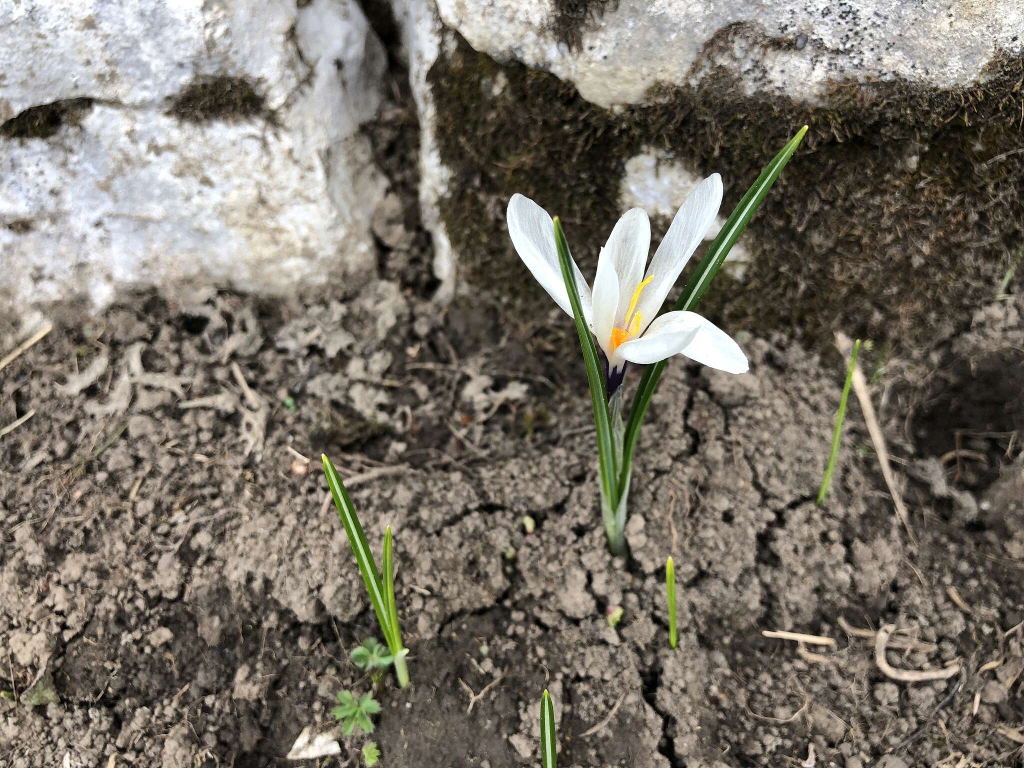 Image of dutch crocus, spring crocus