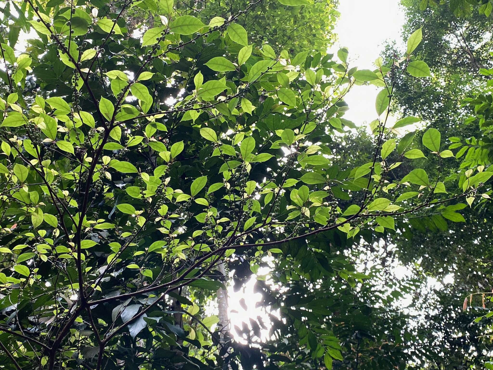 Image of Ficus heteropleura Bl.