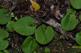 Image of Big red spider orchid