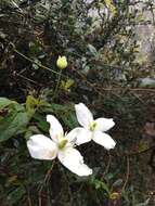 صورة Clematis montana Buch.-Ham. ex DC.