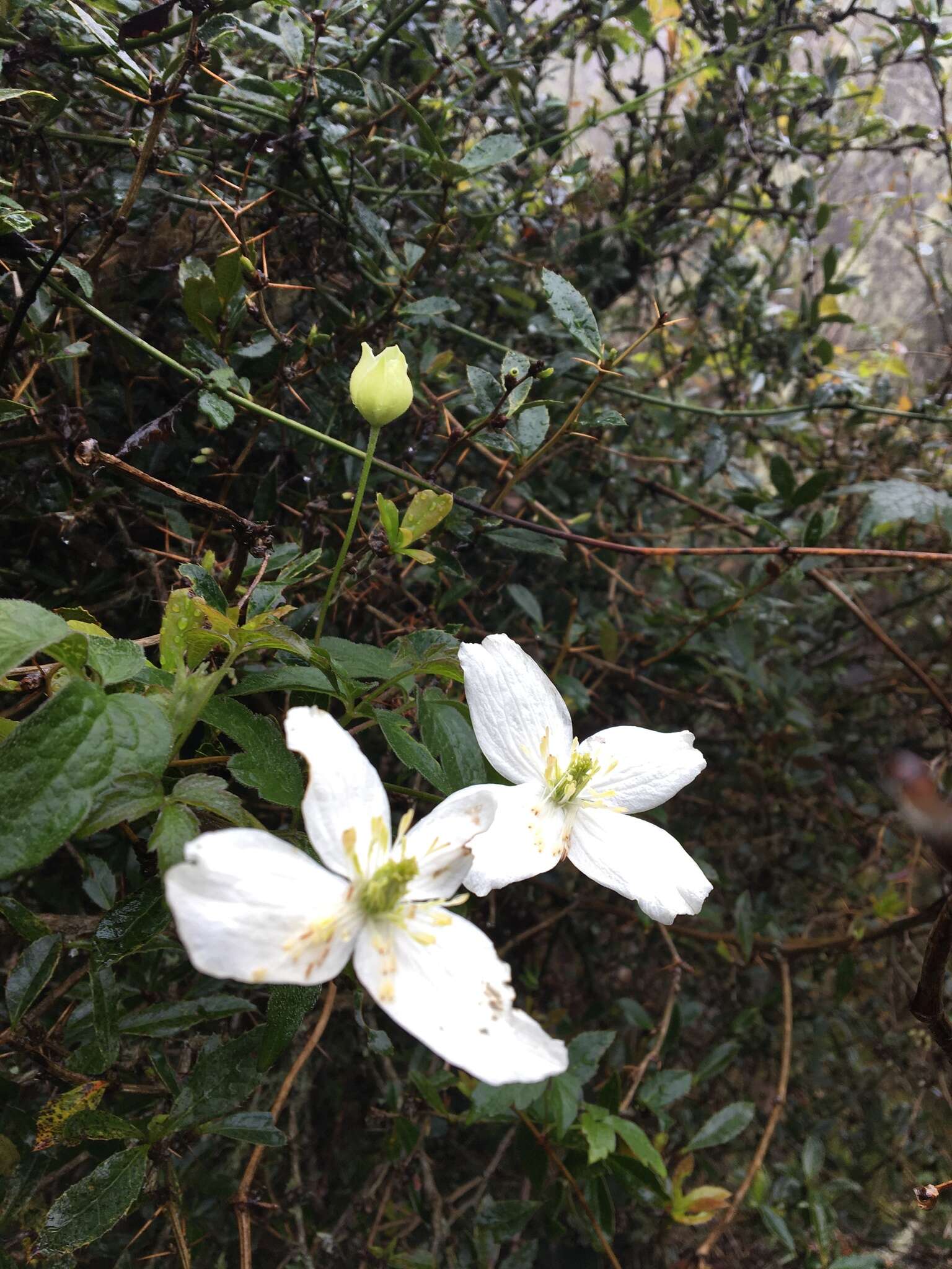 Image of Himalayan Clematis