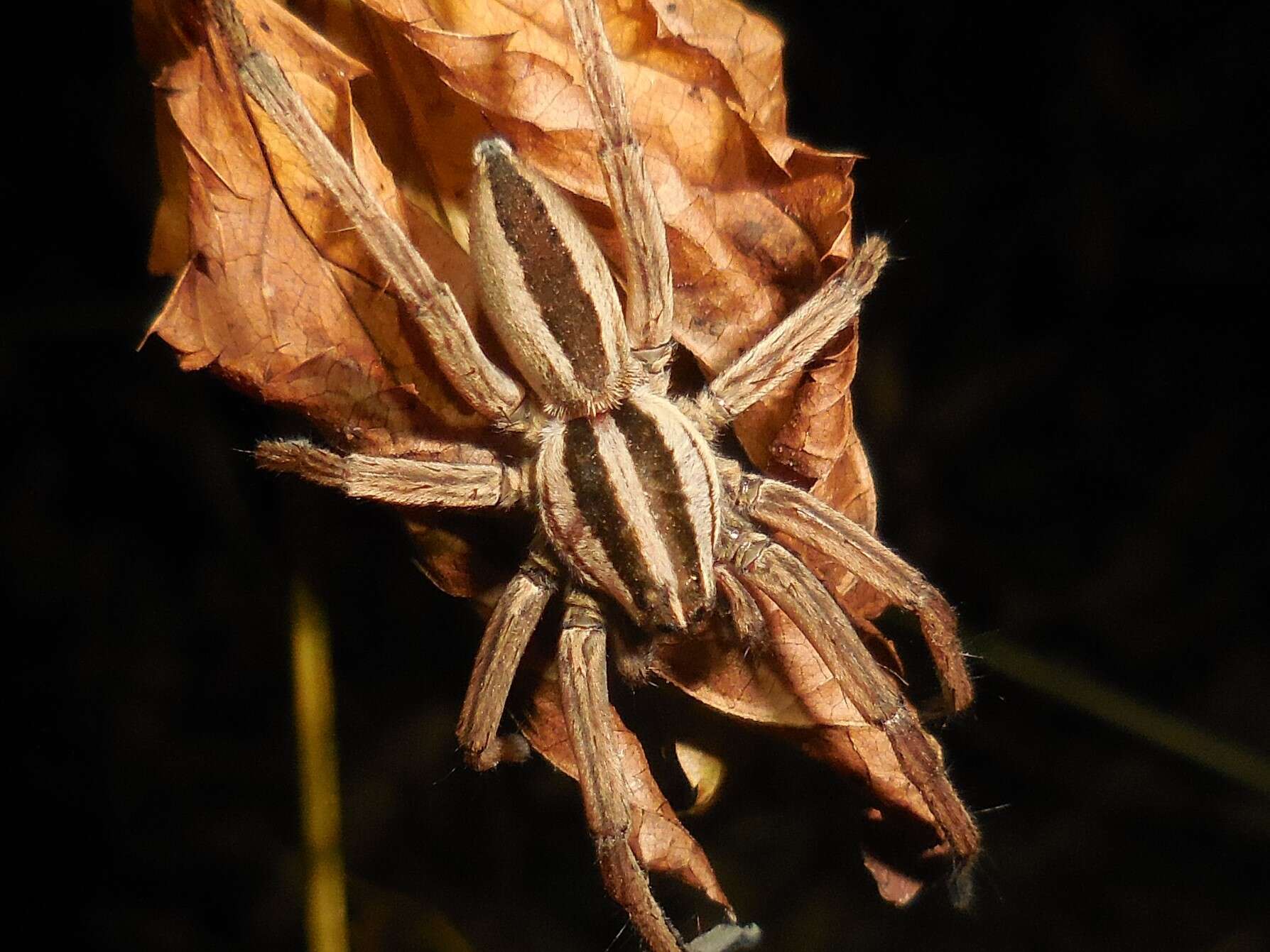 Image of Dotted Wolf Spider