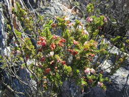 Image of Erica glomiflora Salisb.