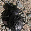 Слика од Eleodes (Blapylis) cordata Eschscholtz 1829