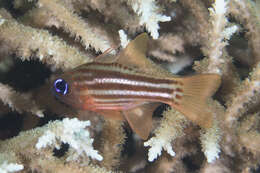 Image of Blue-eye cardinalfish