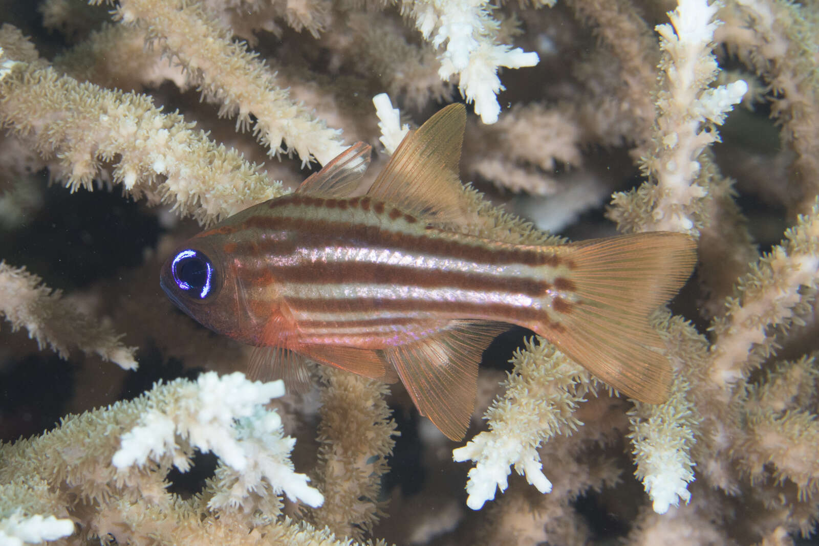 Image of Blue-eye cardinalfish