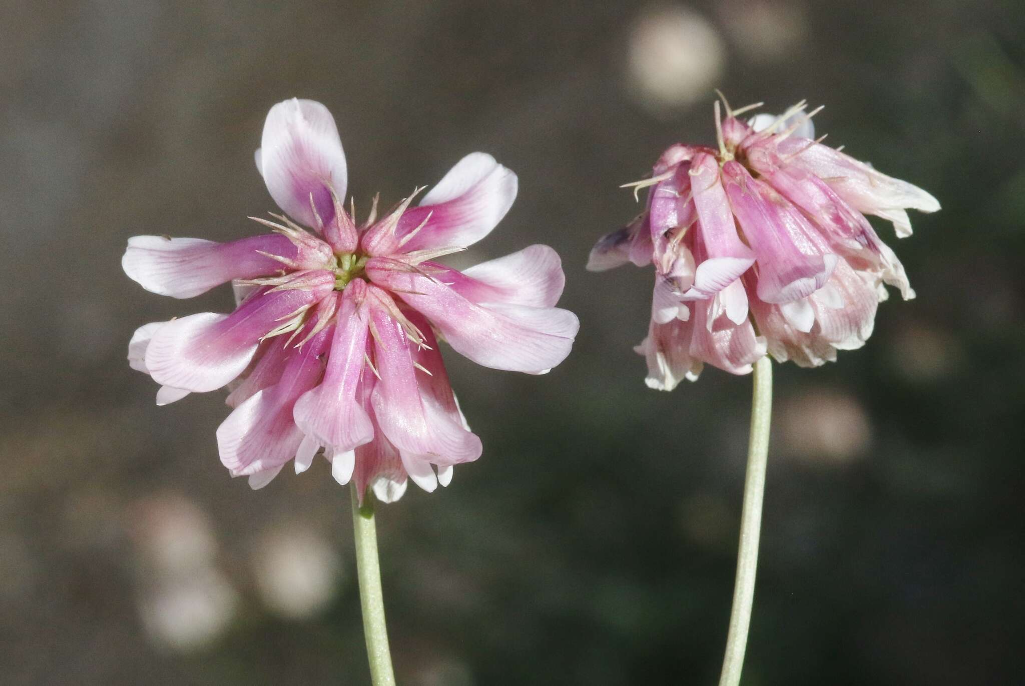 Trifolium kingii subsp. dedeckerae (J. M. Gillett) D. Heller的圖片