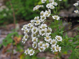 Sivun Achillea ptarmica subsp. macrocephala (Rupr.) Heimerl kuva