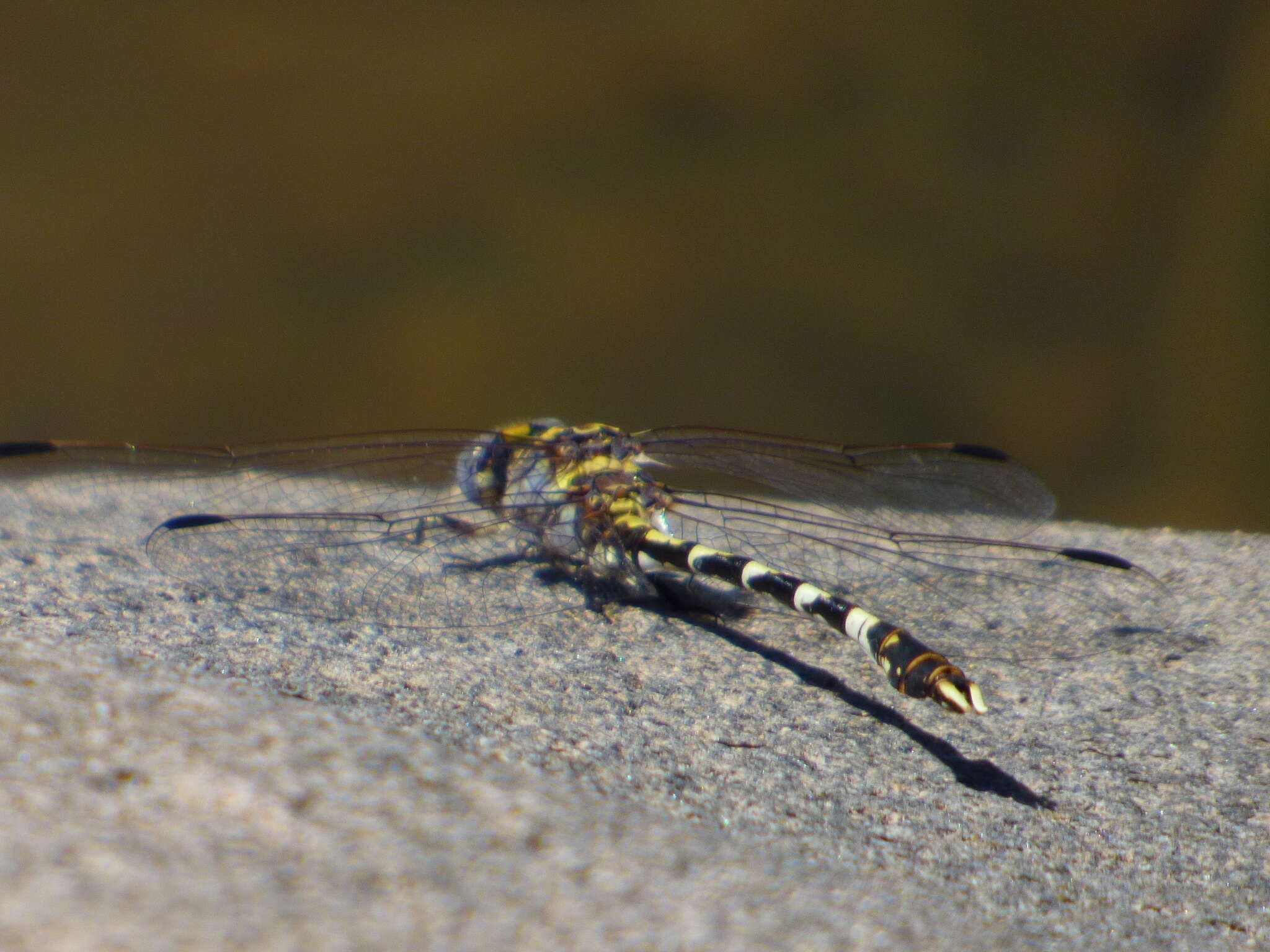 صورة Progomphus borealis McLachlan ex Selys 1873