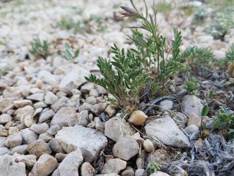 Image of Monti's milkvetch