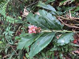 Imagem de Alpinia ilanensis S. C. Liu & J. C. Wang