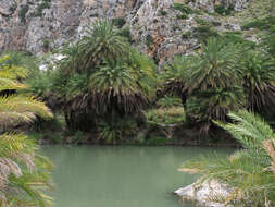 Image of Cretan Date Palm