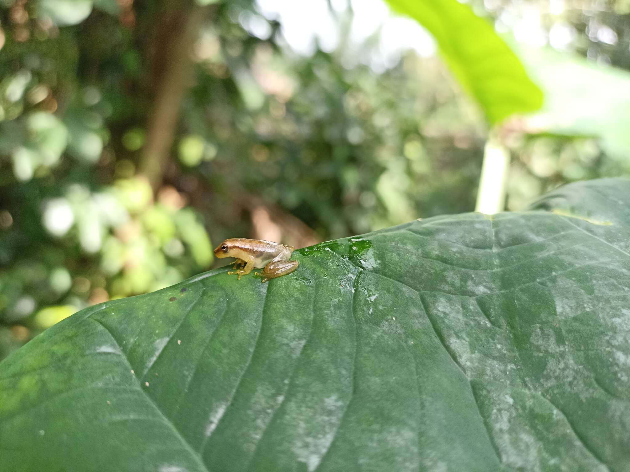 Image of Painted Treefrog