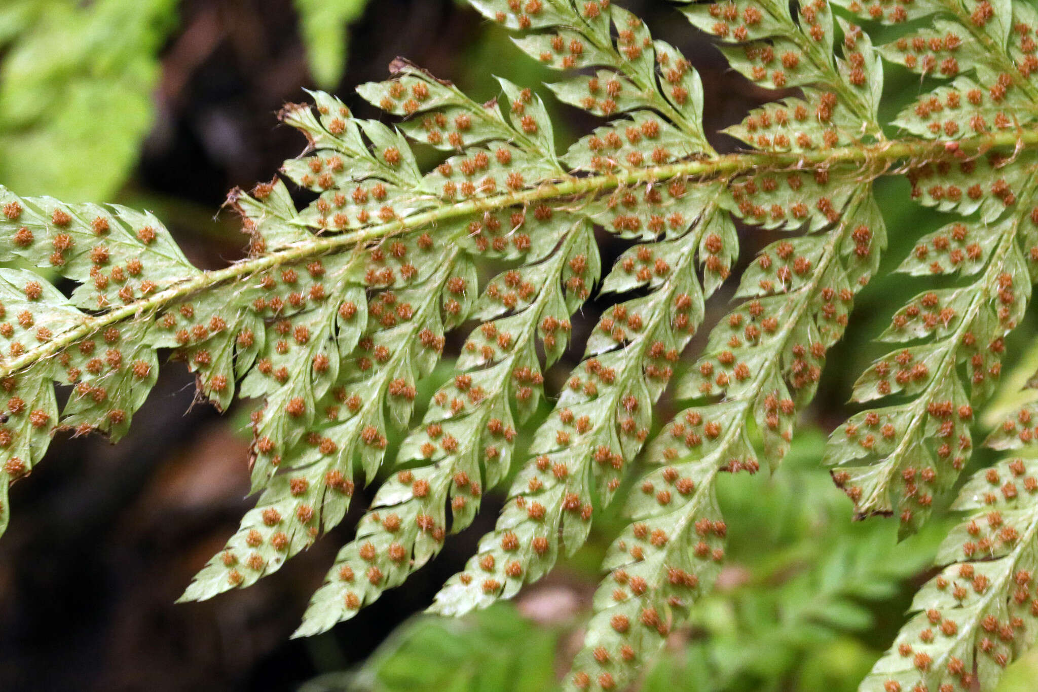 Sivun Polystichum dudleyi Maxon kuva