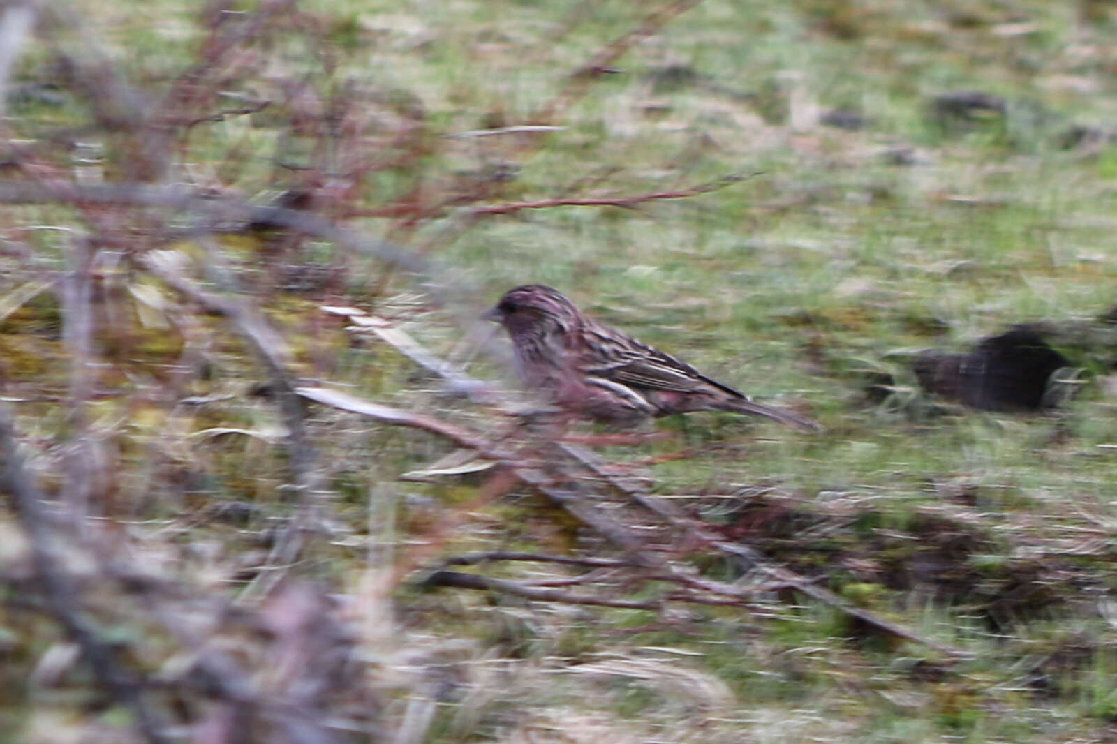 Carpodacus pulcherrimus (Moore & F 1856) resmi