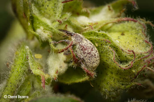 Image of Boll Weevil