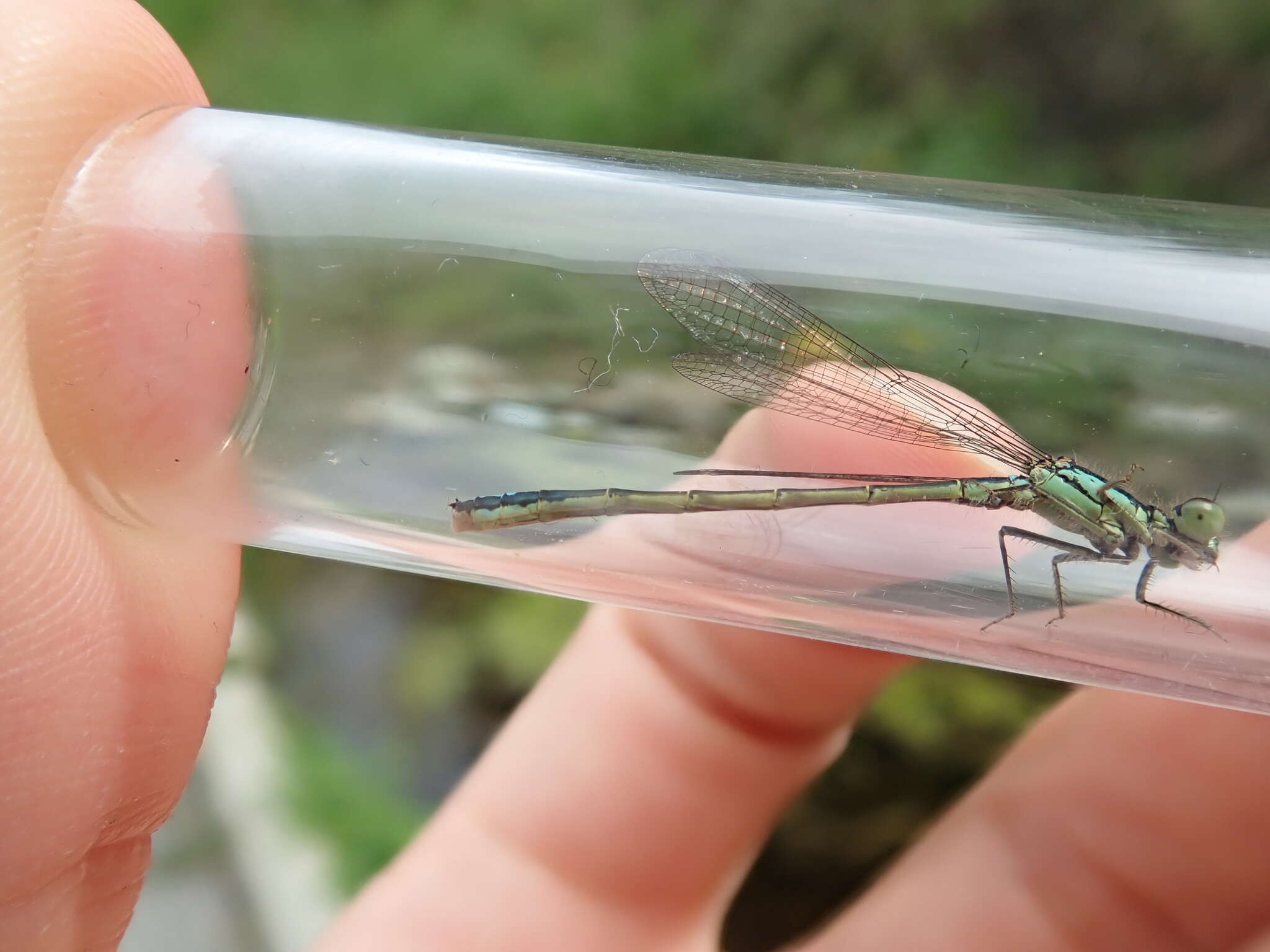 Image of San Francisco Forktail