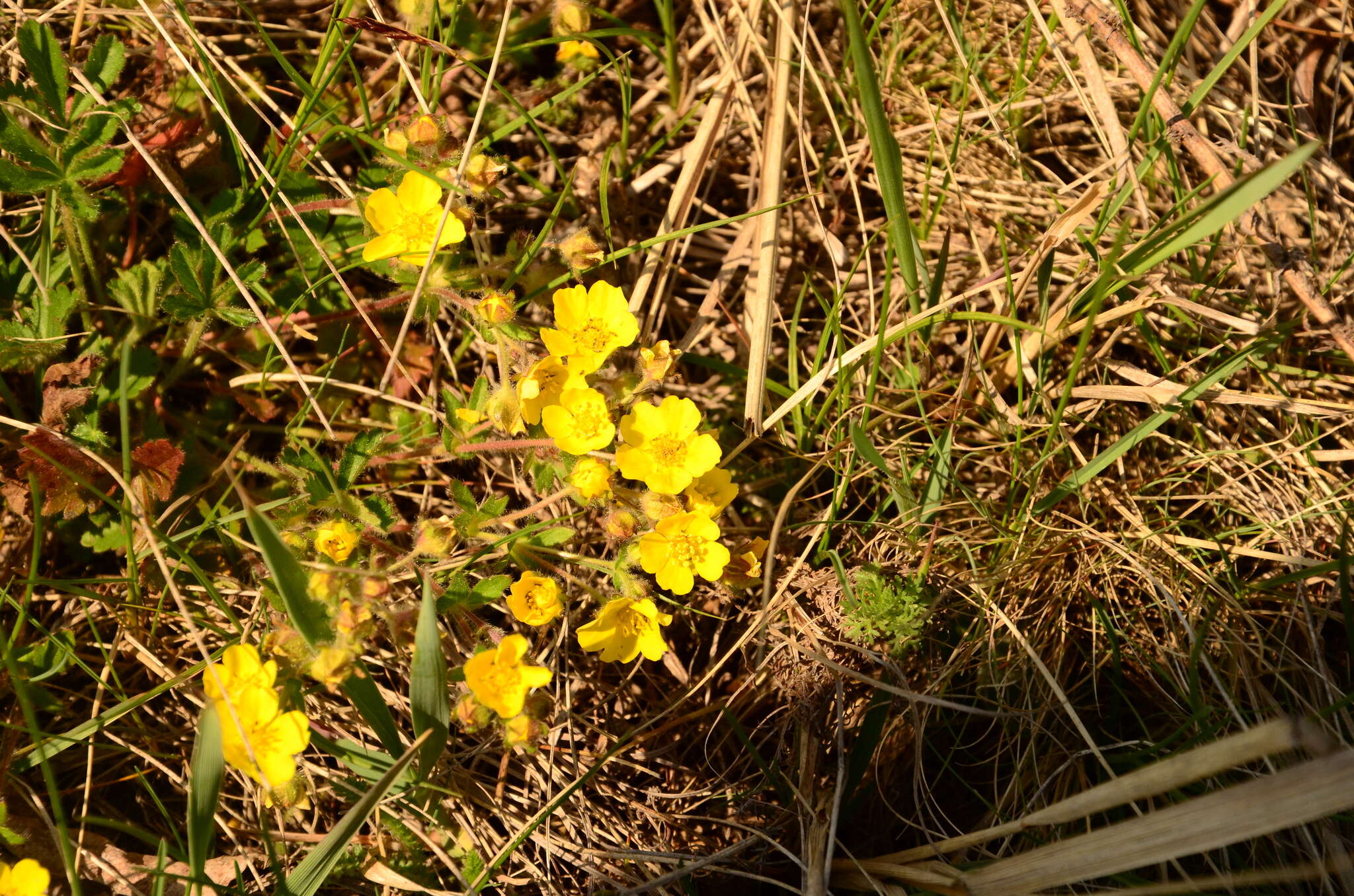 Image of Potentilla humifusa Willd.