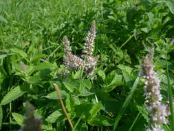 Image of Garden mint