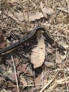 Image of Thamnophis atratus zaxanthus Boundy 1999