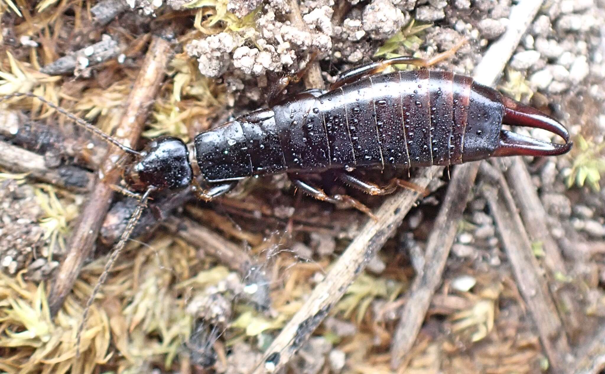 Image of Euborellia moesta (Géné 1837)