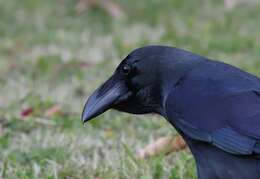 Image of Corvus macrorhynchos japonensis Bonaparte 1850