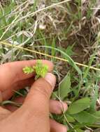 Image of wedgeleaf spurge