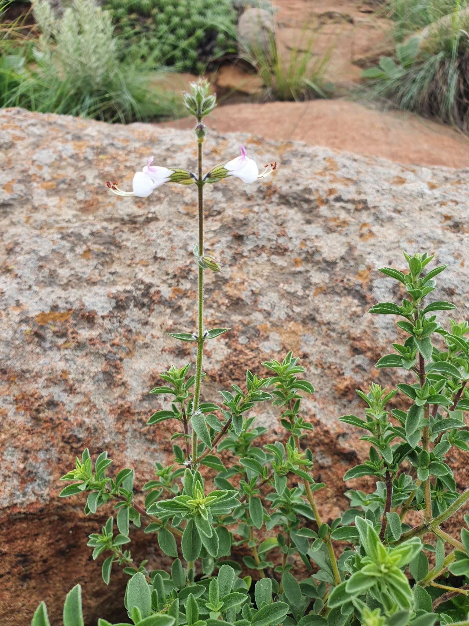 Image of Syncolostemon parviflorus E. Mey. ex Benth.