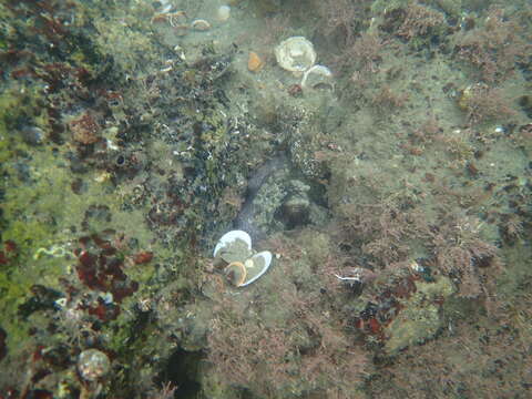 Image of California two-spot octopus