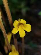 Image of Galium broomrape