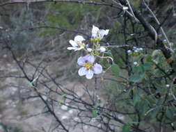 Image of Mascagnia lilacina (S. Wats.) Nied.