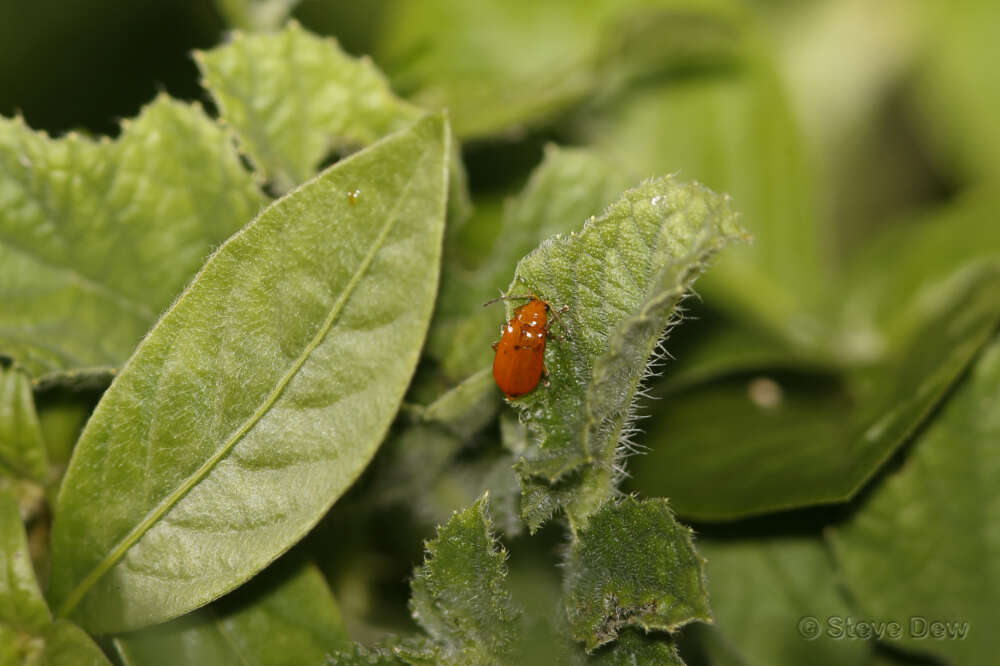 Imagem de Aulacophora relicta