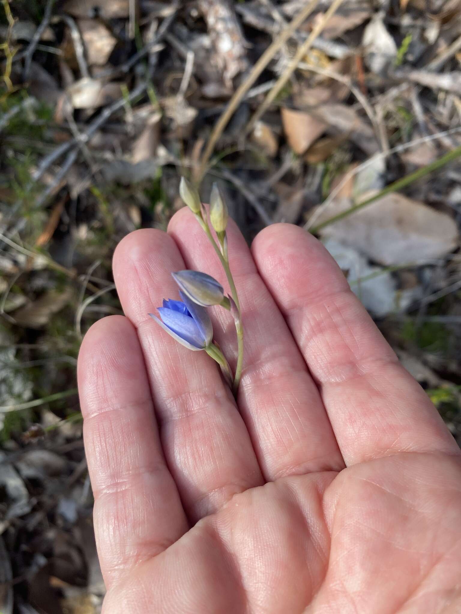 Image de Thelymitra crinita Lindl.