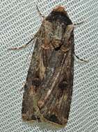 Image of Agrotis munda Walker 1856