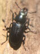 Sivun Platycerus quercus (Weber 1801) kuva