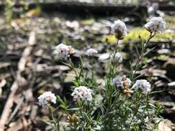 Image of Leucopogon virgatus var. virgatus