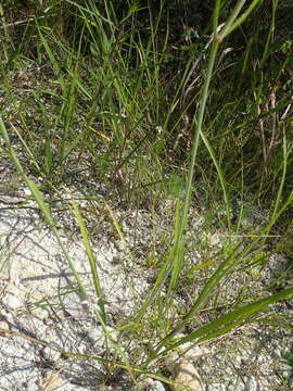 Image of Mohr's Coneflower