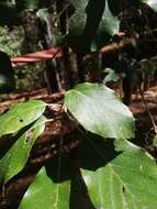 Imagem de Quercus candicans Née