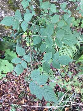 Image of Mysore raspberry